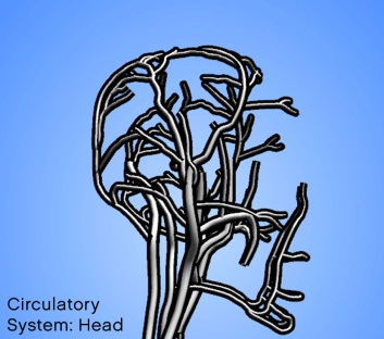 Circulatory System - Head