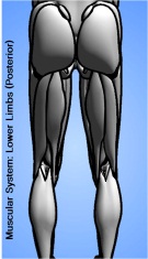 muscular system