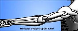 muscular system