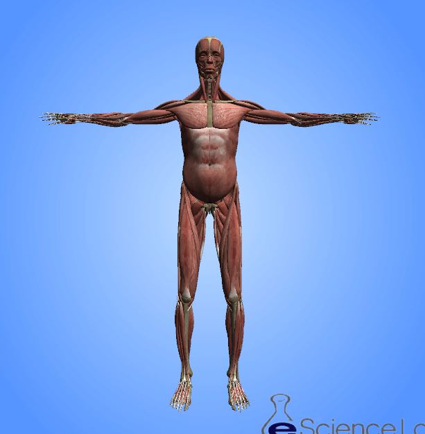 Male Musculoskeletal